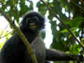 Langur obscur Trachypithecus obscurus