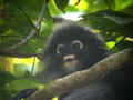 Langur obscur Trachypithecus obscurus