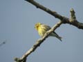 Serin cini Serinus serinus