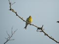 Serin cini Serinus serinus