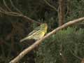 Serin cini Serinus serinus