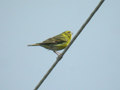 Serin cini Serinus serinus