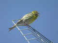 Serin cini Serinus serinus