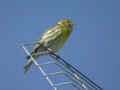 Serin cini Serinus serinus