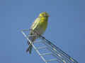 Serin cini Serinus serinus