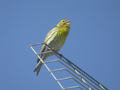 Serin cini Serinus serinus