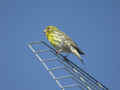 Serin cini Serinus serinus