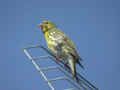 Serin cini Serinus serinus