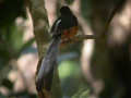 Shama � croupion blanc Copsychus malabaricus
