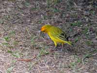 Sicale bouton-d'or Sicalis flaveola