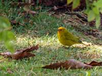 Sicale bouton-d'or Sicalis flaveola