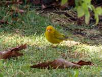 Sicale bouton-d'or Sicalis flaveola