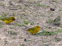 Sicale bouton-d'or Sicalis flaveola