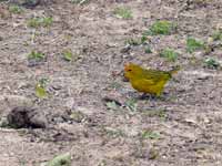 Sicale bouton-d'or Sicalis flaveola