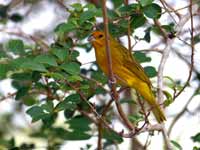 Sicale bouton-d'or Sicalis flaveola