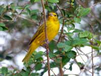 Sicale bouton-d'or Sicalis flaveola