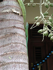 Anolis sp. ?