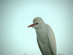 Héron garde-bœufs Bubulcus ibis