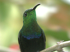 Colibri falle-vert Eulampis h. holosericeus