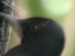 Pic de la Guadeloupe Melanerpes herminieri