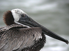 Pélican brun Pelecanus o. occidentalis