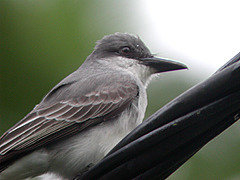 Tyrans gris Tyrannus dominicensis vorax