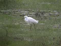 Aigrette neigeuse Egretta thula