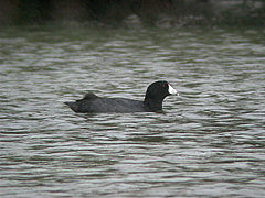 Foulques américaines Fulica a. americana