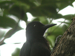 Pic de la Guadeloupe Melanerpes herminieri