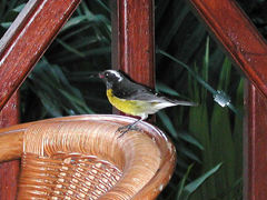 Sucriers à ventre jaune Coereba flaveola bartholemica