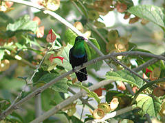 Colibri falle-vert Eulampis h. holosericeus