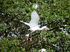 Aigrette neigeuse Egretta thula