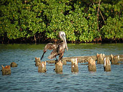 Pélican brun Pelecanus o. occidentalis adulte