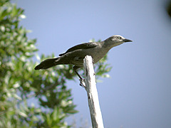 Quiscale merle Quiscalus lugubris guadeloupensis femelle