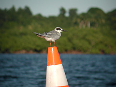 Sterne de Forster Sterna forsteri 1er hiver