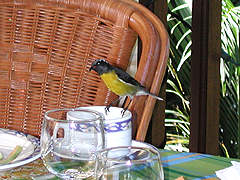 Sucrier à ventre jaune Coereba flaveola bartholemica