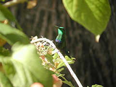 Colibri falle-vert Eulampis h. holosericeus