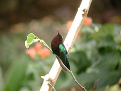 Colibri madère Eulampis jugularis