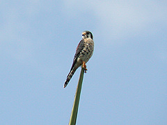 mâle Crécerelles d’Amérique Falco sparverius caribaearum