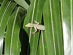 Anolis marmoratus femelle ou immature