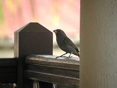 femelle Sporophile rougegorge Loxigilla noctis dominicana