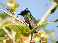 Colibri huppé Orthorhyncus cristatus exilis mâle