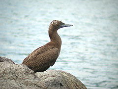 jeune Fou brun Sula l. leucogaster