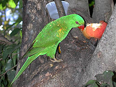 Loriquet vert Trichoglossus chlorolepidotus