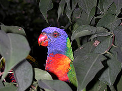 Loriquet à tête bleue Trichoglossus haematodus