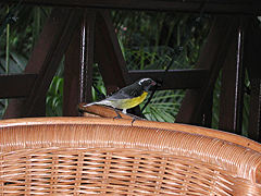 Sucrier à ventre jaune Coereba flaveola bartholemica