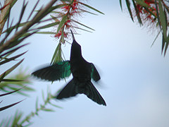 Colibri madère Eulampis jugularis