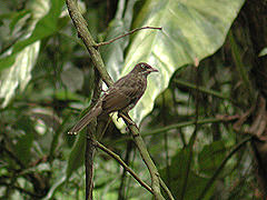 Moqueur corossol Margarops fuscatus densirostris