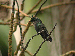 Colibri huppé Orthorhyncus cristatus exilis