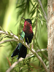 Colibri madère Eulampis jugularis